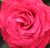 Rdeča - Vrtnica plezalka - Zebrina